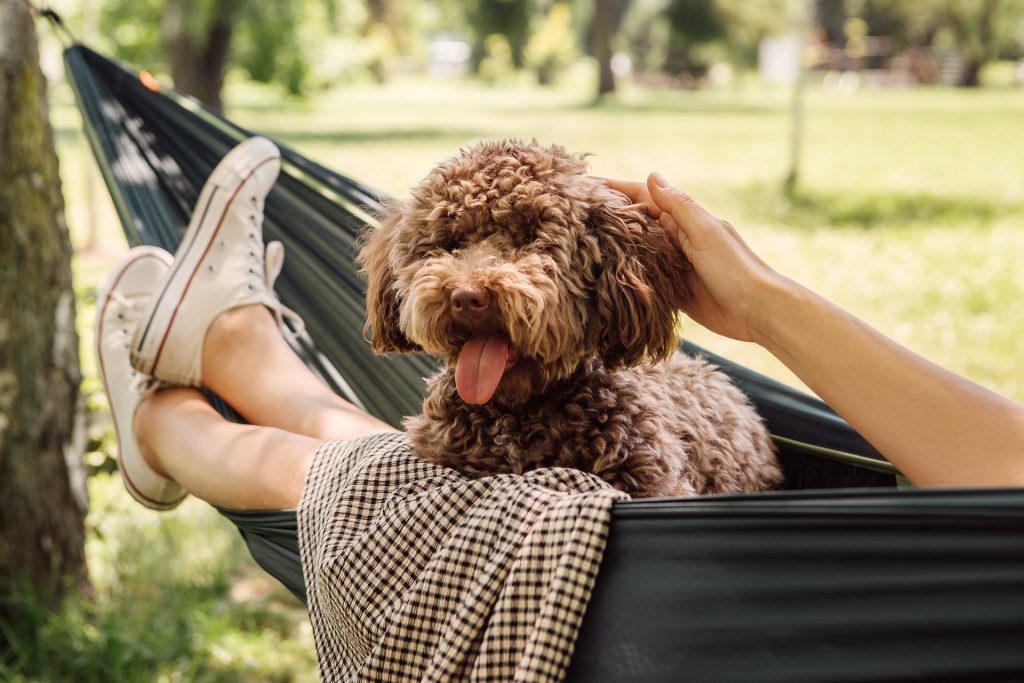 Hund i hængekøje, afslapning og nydelse. Hygge på en sommerdag